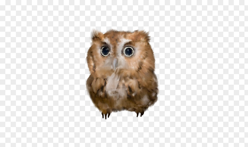 Owl Bird Clip Art PNG