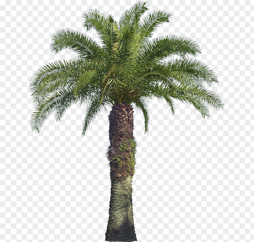 Tree Arecaceae Shrub Coconut Macrophanerophytes PNG