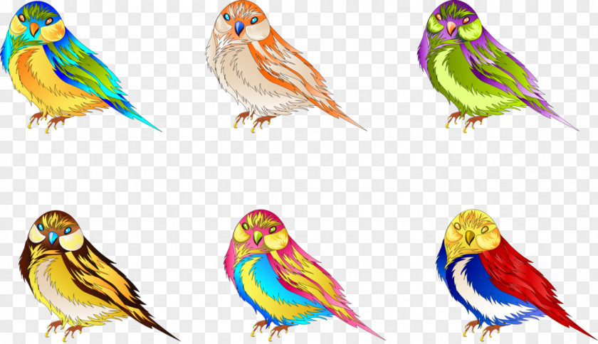 Bird Budgerigar Clip Art Parakeet Macaw PNG