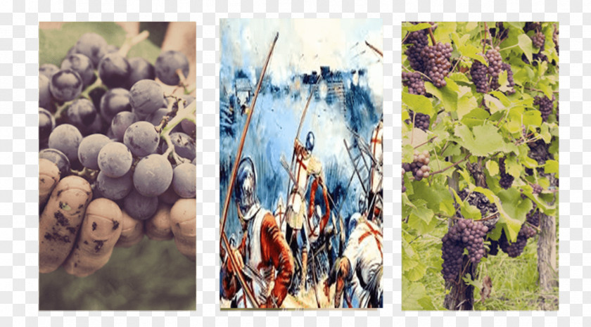 Grape Successful Berry Growing: How To Plant, Prune, Pick And Preserve Bush Vine Fruits Wine Stock Photography PNG