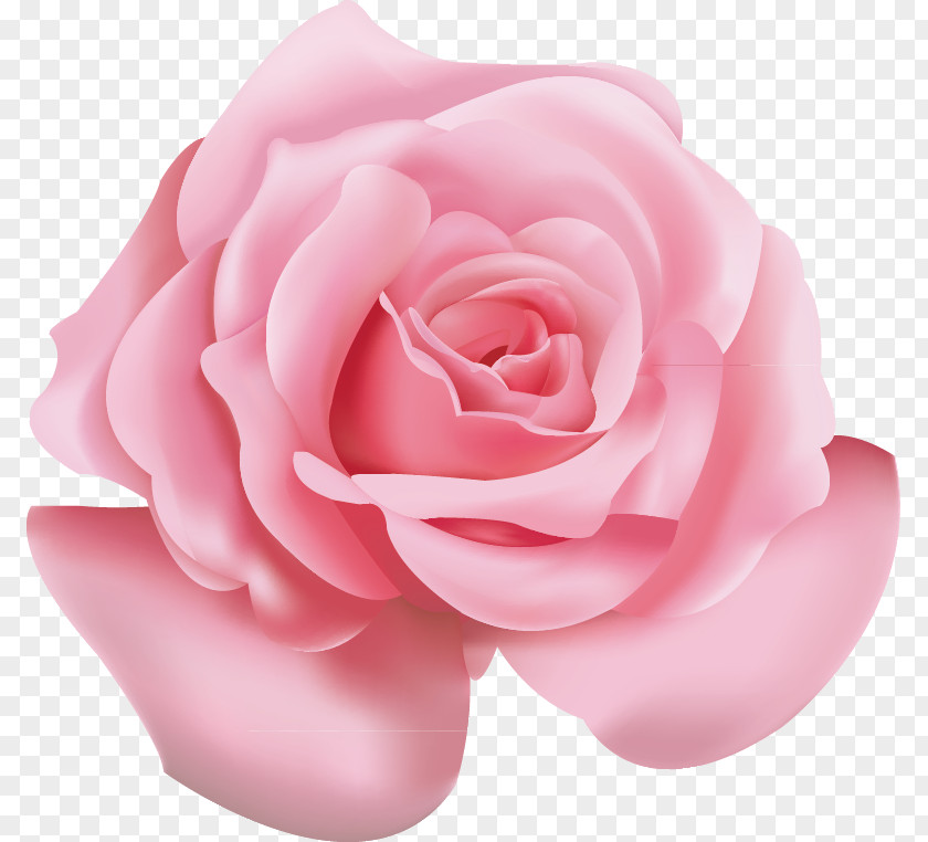 Pink Roses Beach Rose Flower Icon PNG