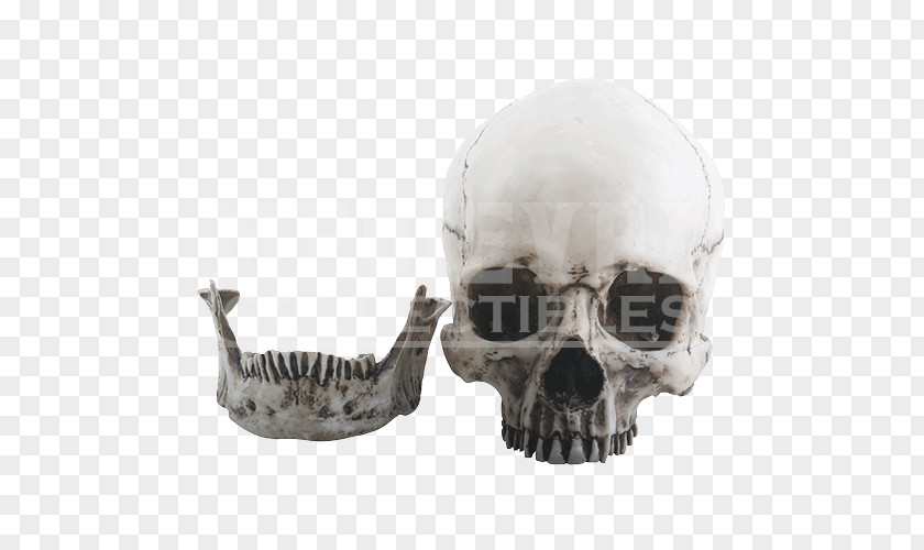 Skull Skeleton Sculpture Figurine PNG