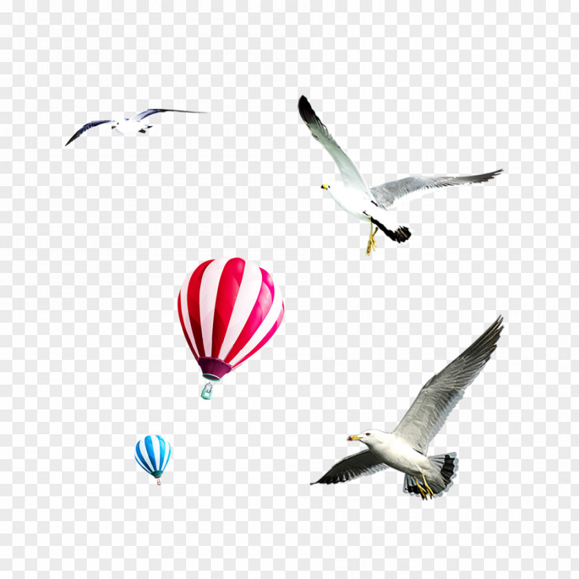 Sky Eagle Material Flight Bird Airplane Balloon PNG