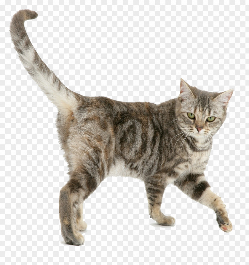TABBY Cat Felidae The Cats Whiskers Cattery Tabby Tonkinese PNG