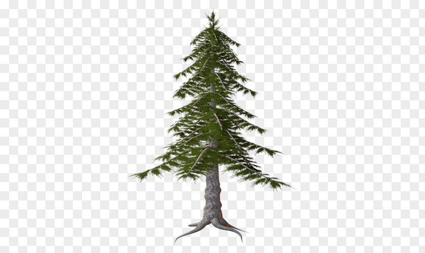 Forest Spruce Temperate Coniferous Clip Art PNG