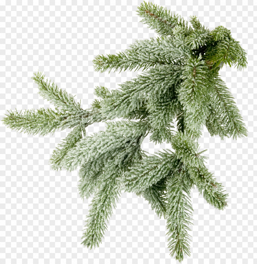 Mimosa Conifers Spruce Photography Branch PNG