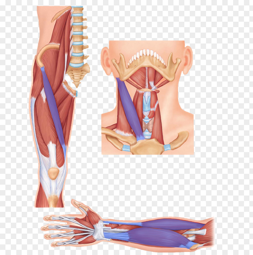 Muscle Tissue Sartorius Digastric Anatomy Tensor Fasciae Latae PNG