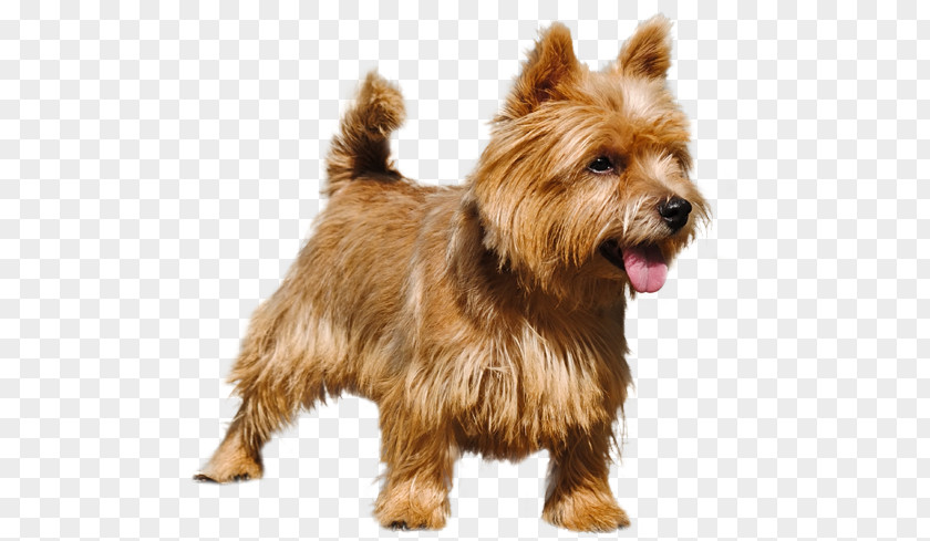 Norwich Terrier Australian Norfolk Glen Silky PNG