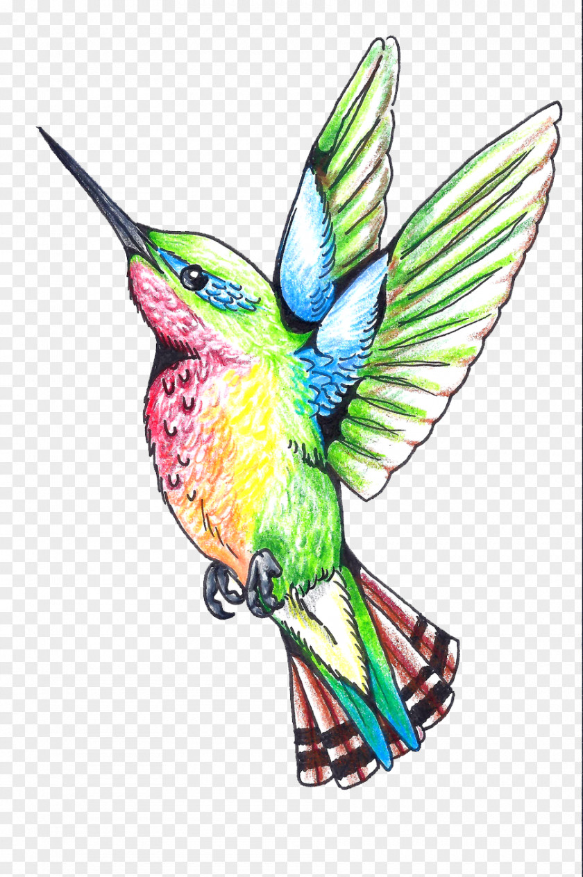 Hummingbird Tattoos Clipart Beak Wing Feather Illustration PNG