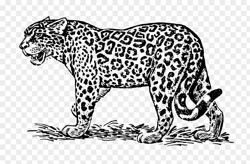 Jaguar Drawing Line Art Royalty-free Clip PNG