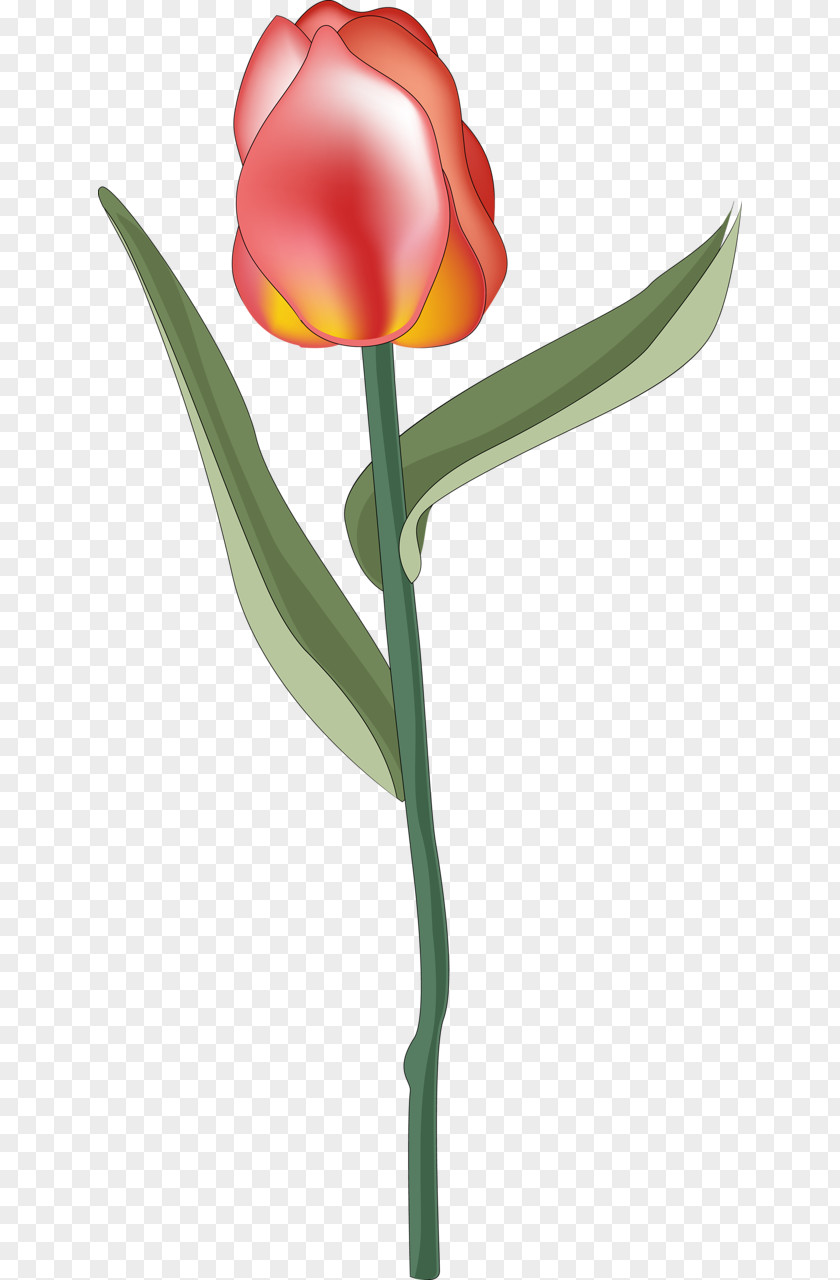 Tulip Flowering Plant Cut Flowers PNG