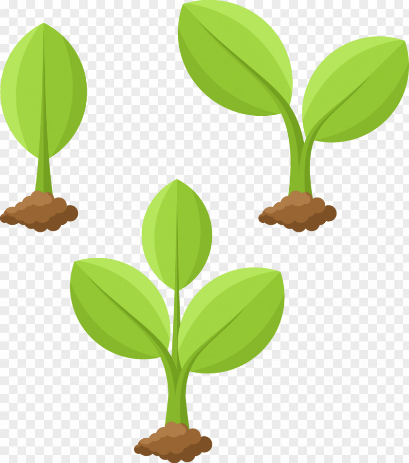Vector Illustration Plant Growing Cartoon PNG