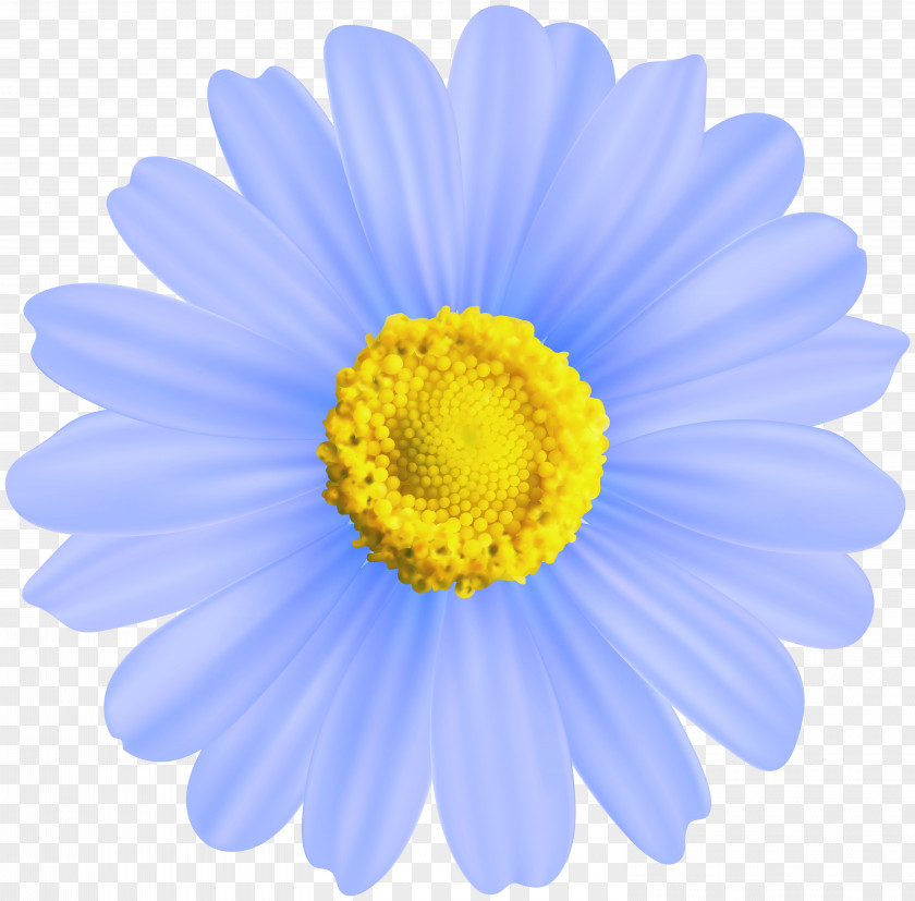 Blue Flower Transparent Chamomile Clip Art PNG