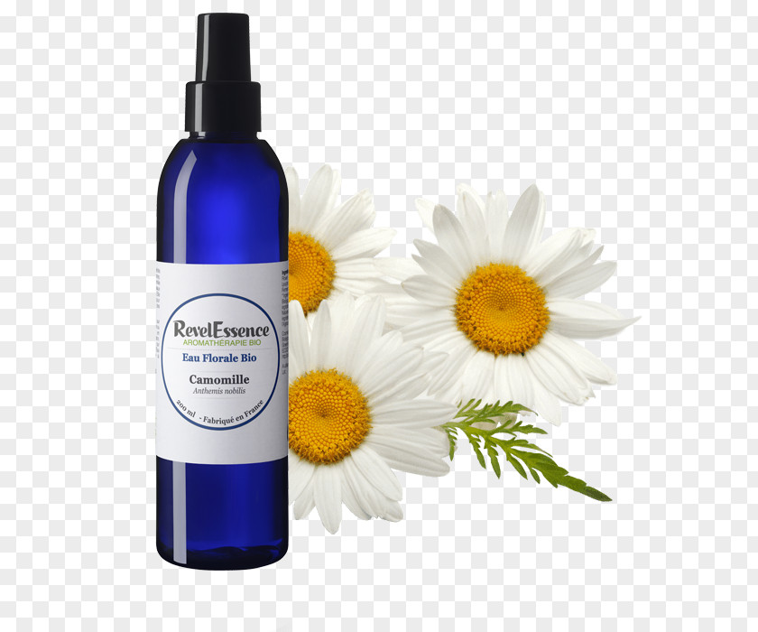 Chamomile Flower Common Daisy Oil Calendula Officinalis PNG