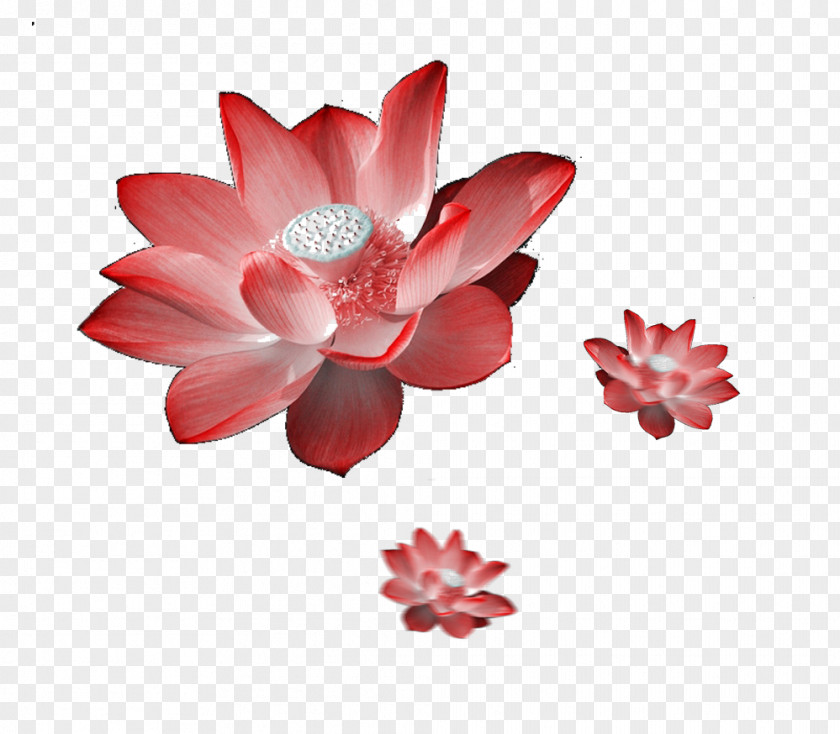 Flying Lotus Picture Material Nelumbo Nucifera PNG