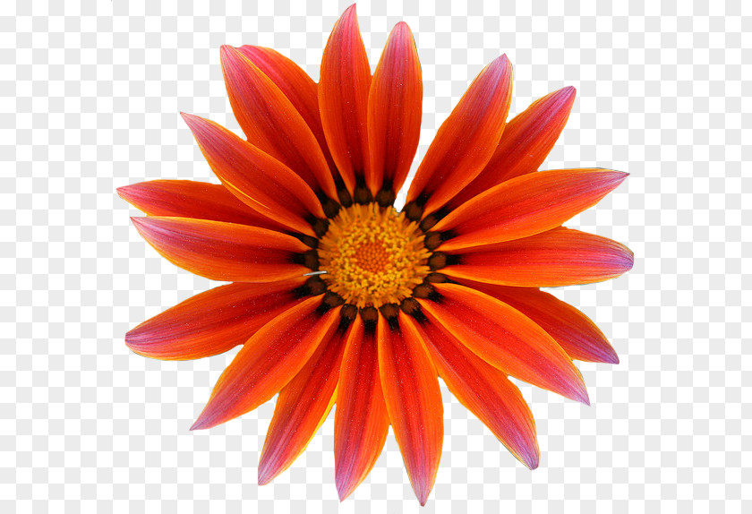 Gazania Free Download PNG