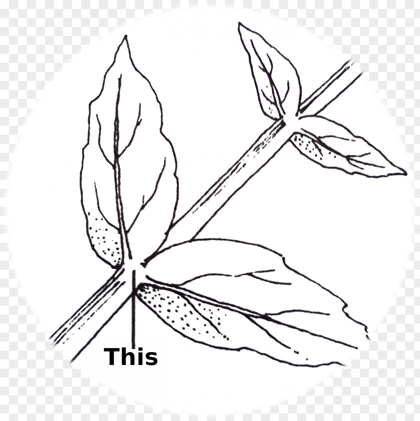 Modified Onion Roots Twig /m/02csf Line Art Leaf Graphics PNG
