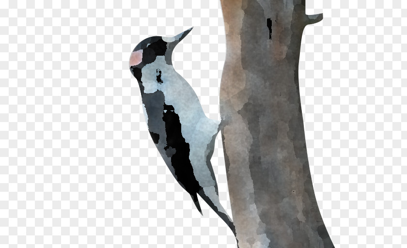 Penguins Woodpeckers Birds Flightless Bird Beak PNG