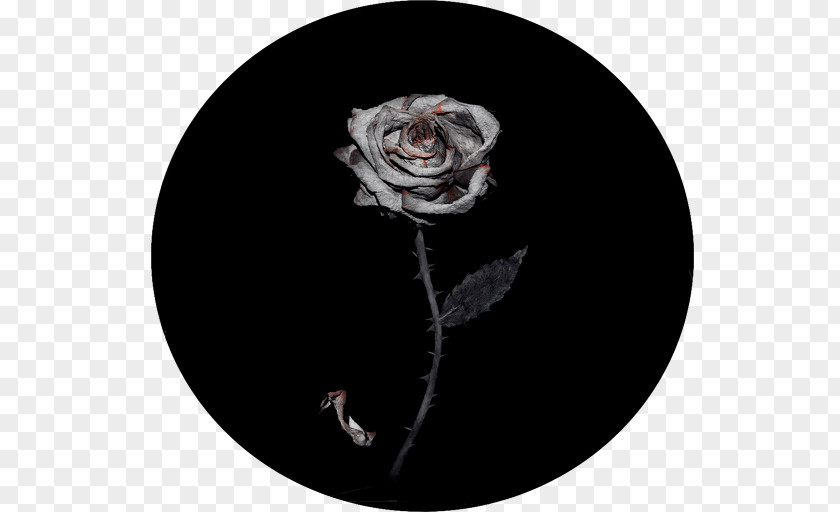 Rose Family Flower PNG