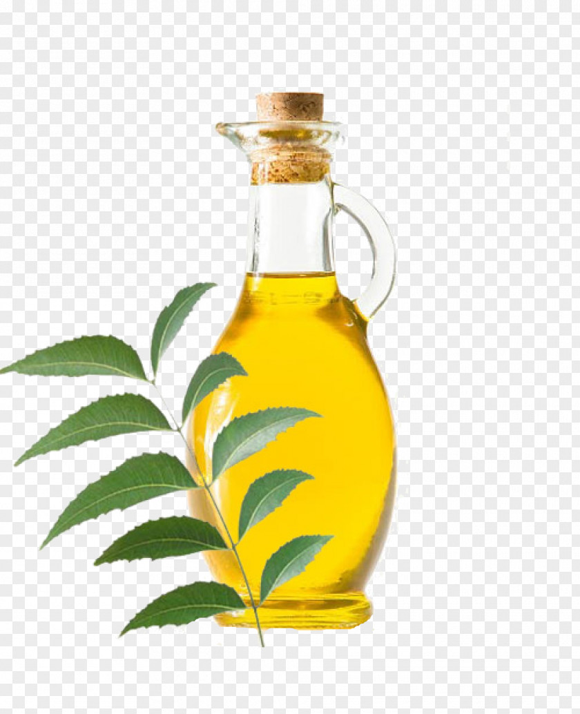 Tamarind Neem Tree Oil India Plant PNG