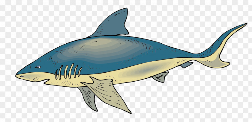 Whale Vector Material Requiem Shark Fish Clip Art PNG