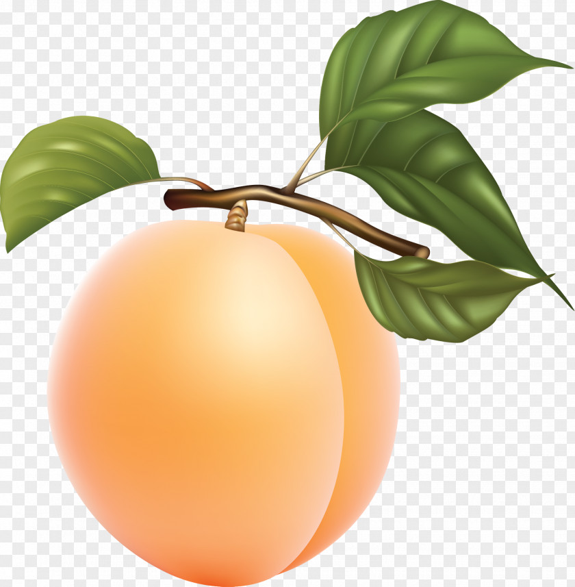 Apricot Fruit Photography Clip Art PNG