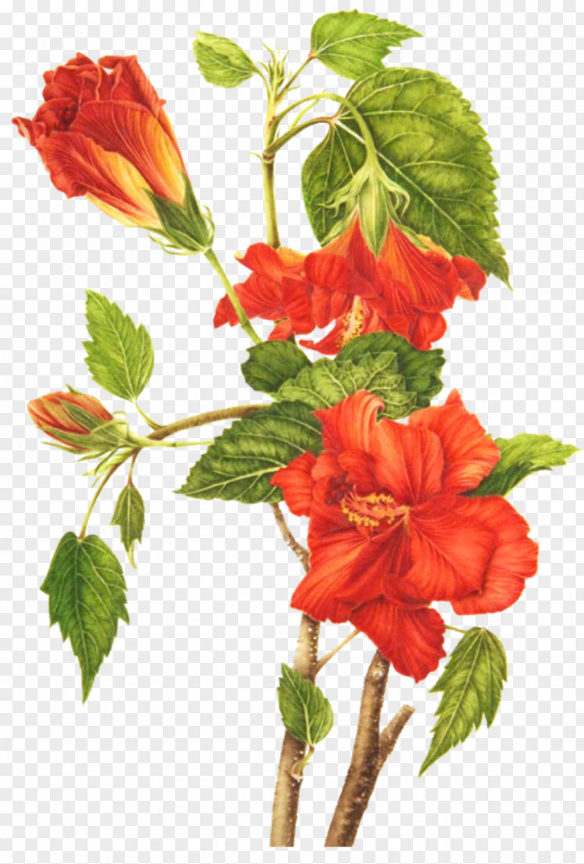 Bouquet Roselle Shoeblackplant Drawing Flower Botanical Illustration PNG