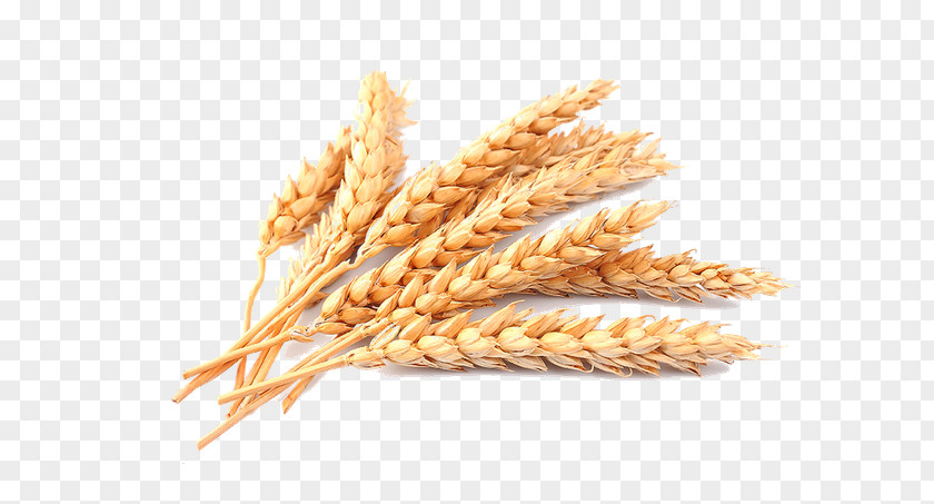 Ear Cereal Common Wheat Stock Photography PNG