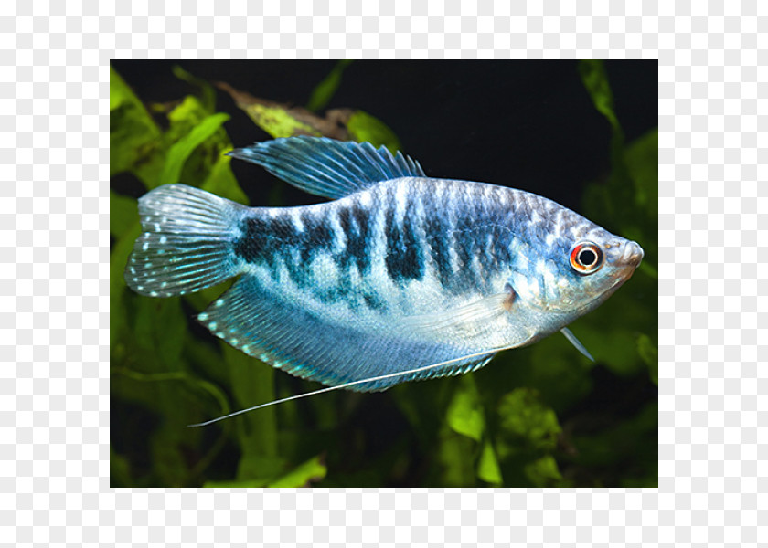 Fish Dwarf Gourami Three Spot Pearl PNG