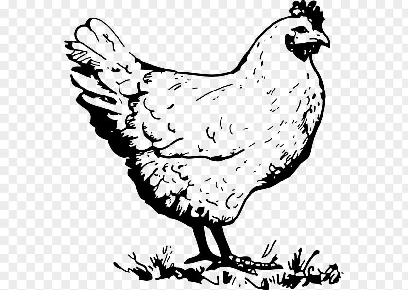 Hen Cliparts Chicken Line Art Rooster Clip PNG