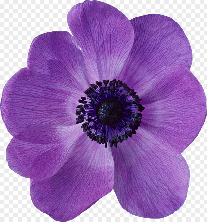 Purple Flower Petal PNG