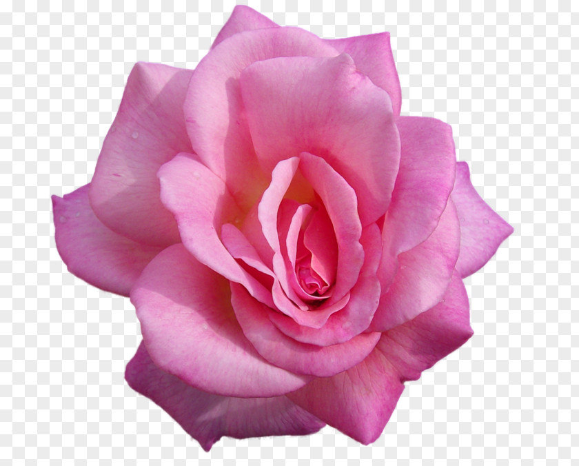 Rose Garden Roses Desktop Wallpaper Flower PNG