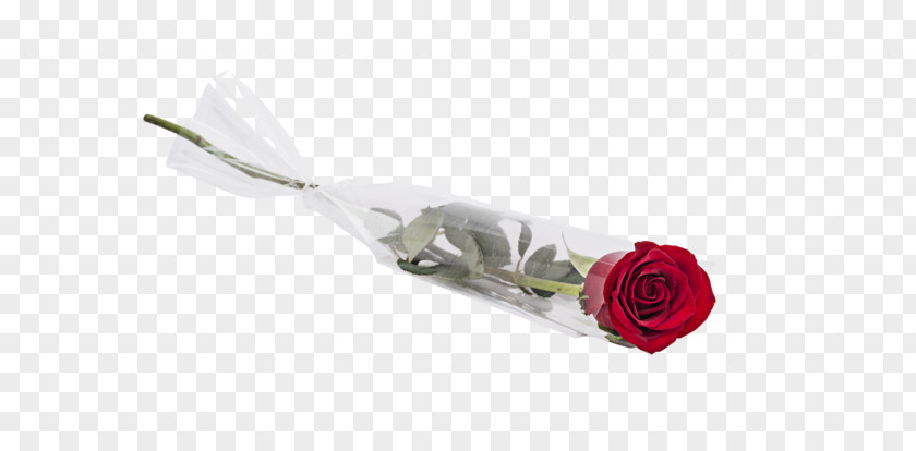 Rose Order Plant Valentines Day Background PNG