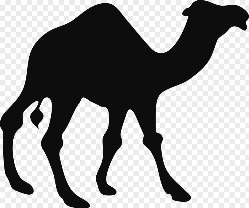 Desert Dromedary Bactrian Camel Silhouette Clip Art PNG