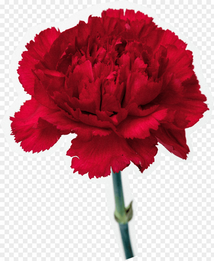 Flower Carnation Cut Flowers Common Poppy PNG