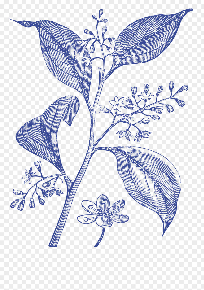 Plant Medicinal Plants Camphor Tree Medicine PNG