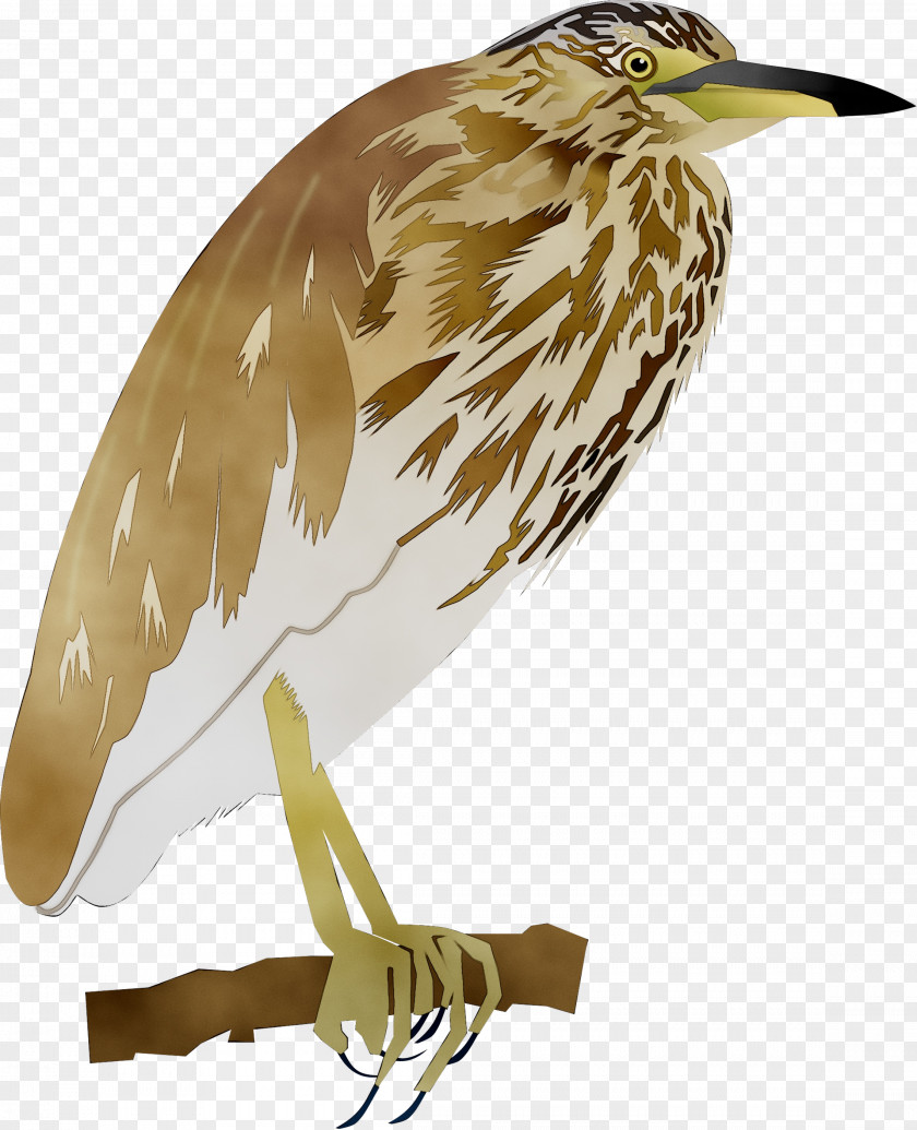 Fauna Beak Feather Cuckoos PNG