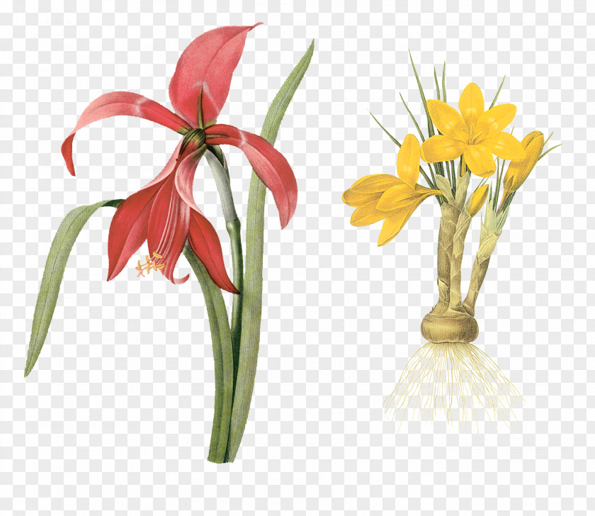 Flower Choix Des Plus Belles Fleurs Botanical Illustration Botany PNG