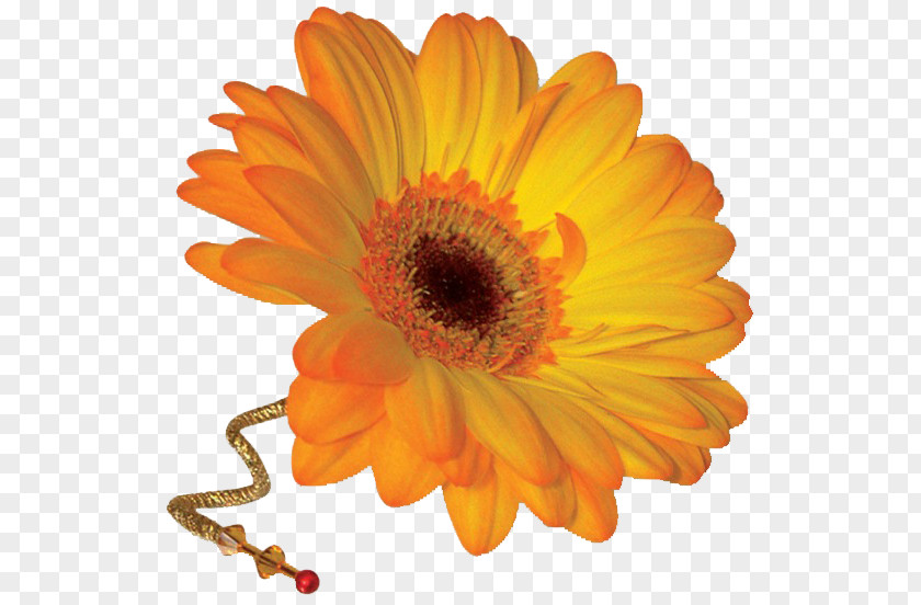 Transvaal Daisy Cut Flowers Corsage Burghley Flower Centre PNG