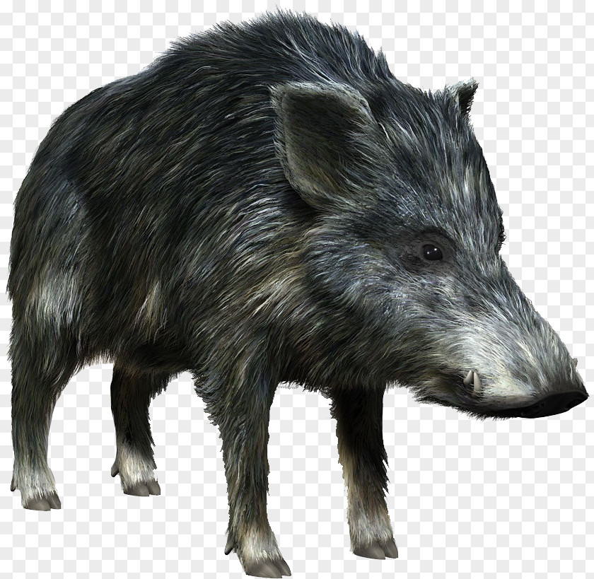 Wildboarhd Wild Boar 3D Computer Graphics Download PNG