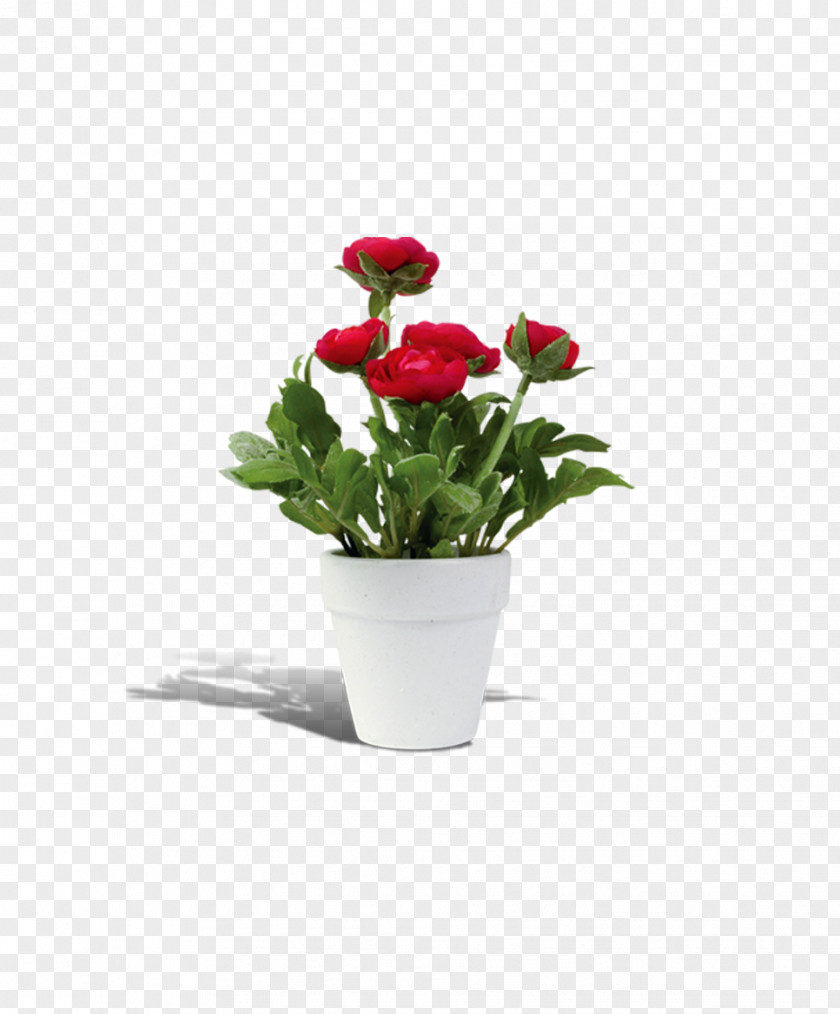 Flower Pot Flowerpot Rosa Chinensis PNG