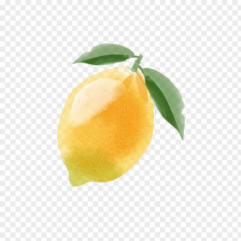 Hand-painted Lemon Citron Citrus Junos Yellow PNG