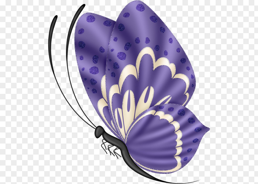 Butterfly Insect Image Drawing Illustration PNG