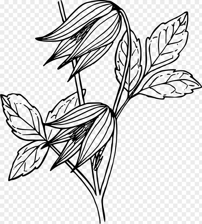 Drawing Leather Flower Vine Clip Art PNG