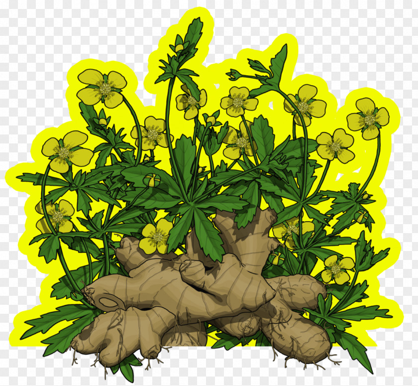 Galangal Condiment Flowering Plant Herbalism Leaf PNG