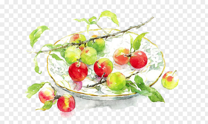 Red Apples Watercolor Painting Winsor & Newton Oil Paint PNG