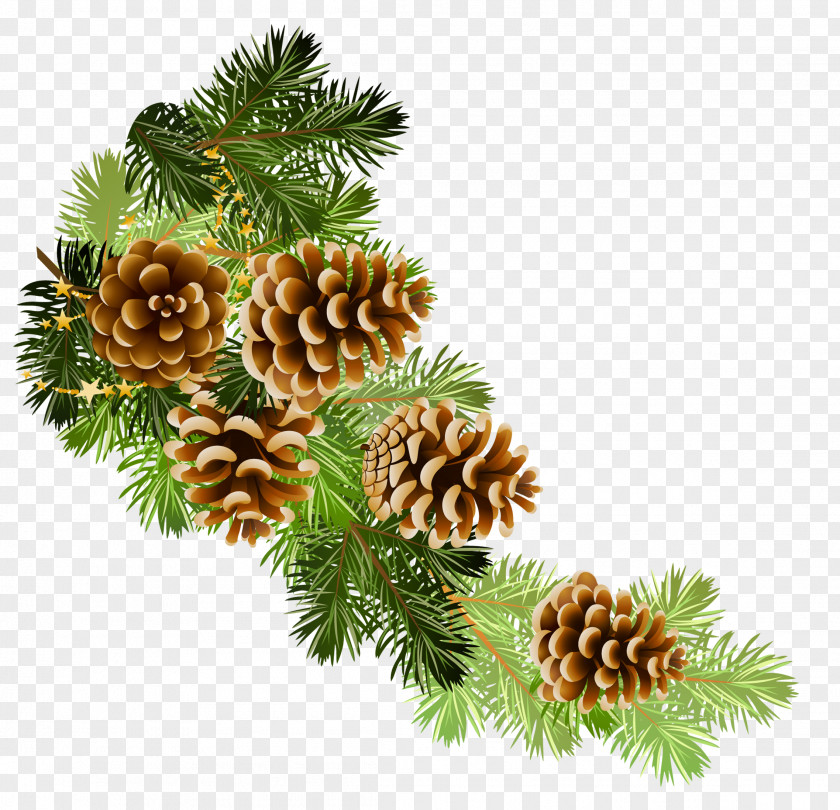 Winter Scots Pine Conifer Cone Fir Clip Art PNG