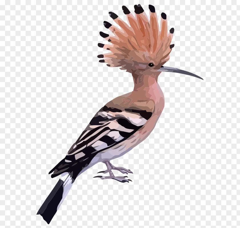 Animated Zebra Pictures Bird Eurasian Hoopoe Pelican Clip Art PNG