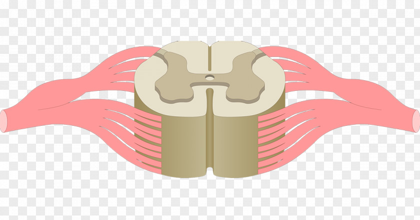 Carbonate Grey Matter Spinal Cord Anatomy Central Canal Nerve PNG