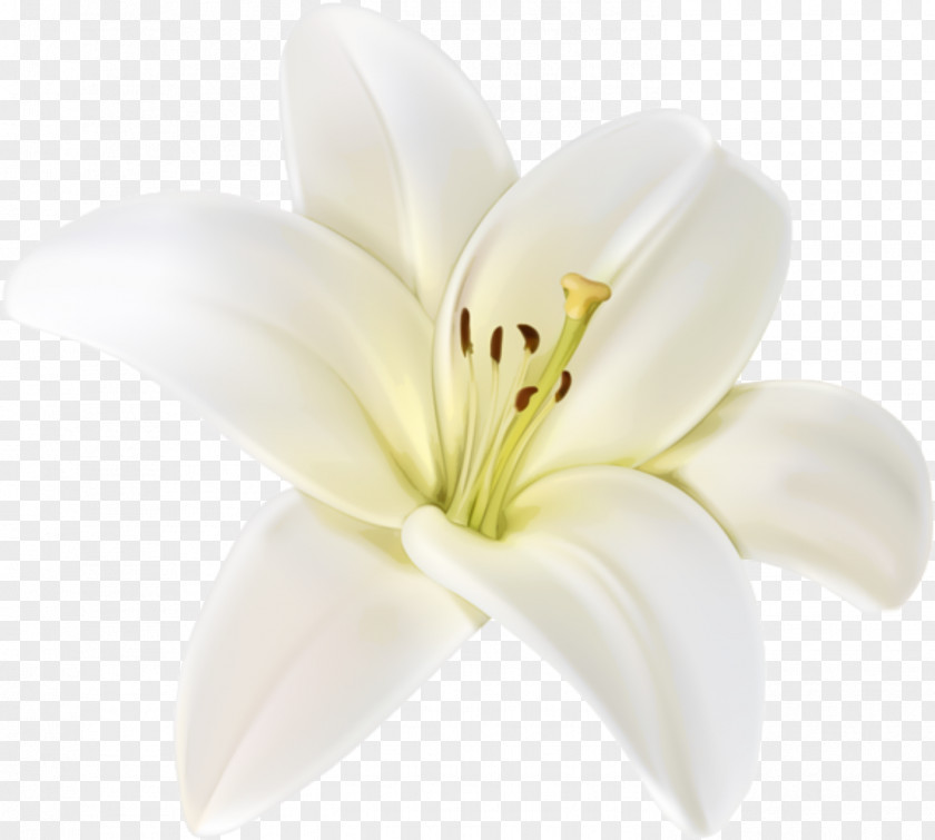 Flower Clip Art Easter Lily Image PNG